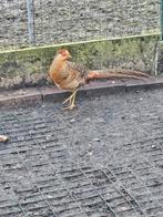 Trio goudfazanten van 2025