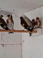 Bloemputters, Dieren en Toebehoren, Vogels | Overige Vogels, Geringd