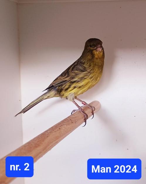 Zwart geel kanaries, Dieren en Toebehoren, Vogels | Kanaries, Kleurkanarie, Meerdere dieren