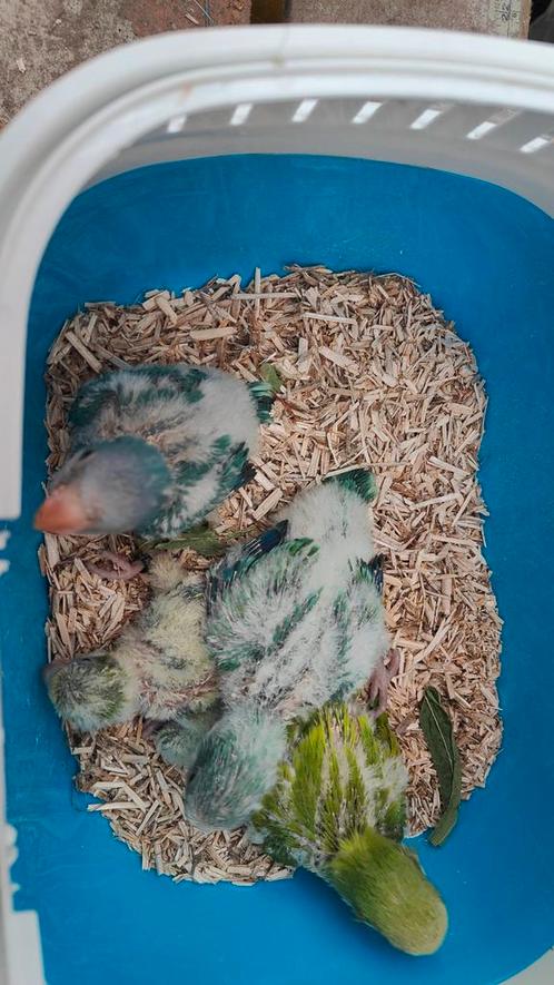 Muisparkieten, Dieren en Toebehoren, Vogels | Parkieten en Papegaaien, Geslacht onbekend