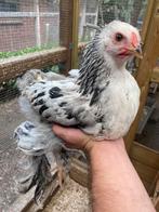 2 jonge brahma hanen, Dieren en Toebehoren, Pluimvee, Mannelijk, Kip