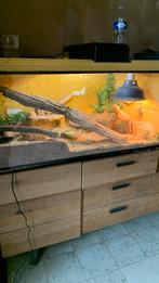 Paar Pogona, Dieren en Toebehoren, Reptielen en Amfibieën | Toebehoren, Ophalen, Zo goed als nieuw