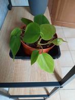 Philodendron, Overige soorten, In pot, Minder dan 100 cm, Groene kamerplant