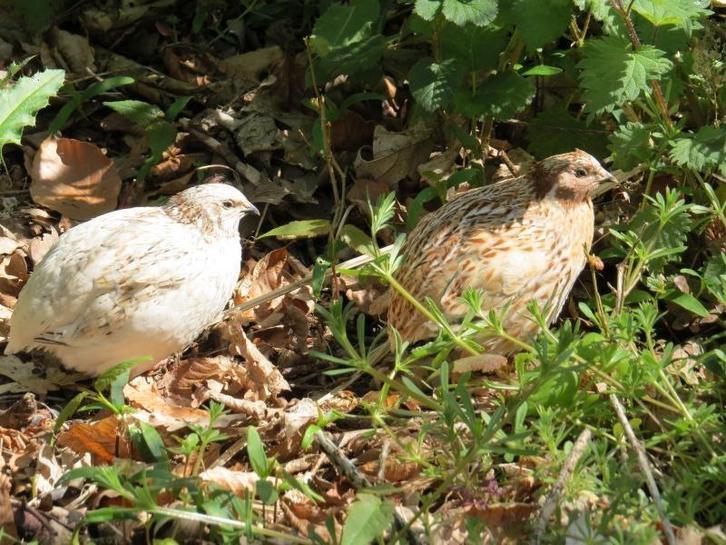 Koppel kwartels zoekt huisje, Dieren en Toebehoren, Vogels | Overige Vogels