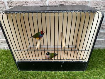 Koppel wildkleur gouldamadines / goulds te koop, Oiseau tropical