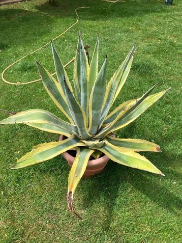 agave cactus  beschikbaar voor biedingen