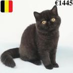 Chatons exotiques à poil court (belges), Animaux & Accessoires, Chat, Vermifugé, 0 à 2 ans