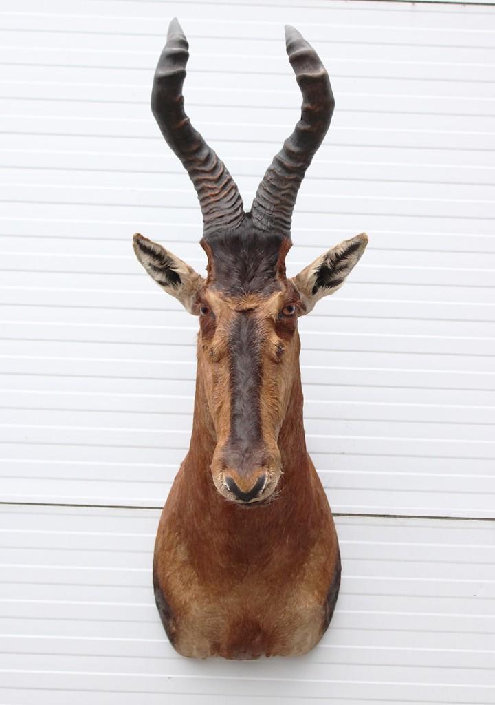 Opgezette kop RED HARTEBEEST antilope (gewei), Collections, Collections Animaux, Comme neuf, Animal empaillé, Animal sauvage, Enlèvement