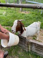 Boerengeit Mie, Dieren en Toebehoren, Vrouwelijk, Geit, 0 tot 2 jaar