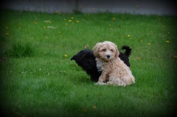 Maltipoo pups beschikbaar voor biedingen