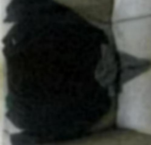 Pull noir col capuche gris L / XL, Vêtements | Hommes, Pulls & Vestes, Porté, Taille 52/54 (L), Noir, Enlèvement ou Envoi