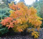 Koelreuteria paniculata, Ophalen