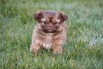 Boomer pups te koop (Shih Tzu x Chihuahua), Dieren en Toebehoren, België, Overige rassen, CDV (hondenziekte), 8 tot 15 weken