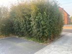 planten, Tuin en Terras, Ophalen, Zomer, Vaste plant, Overige soorten