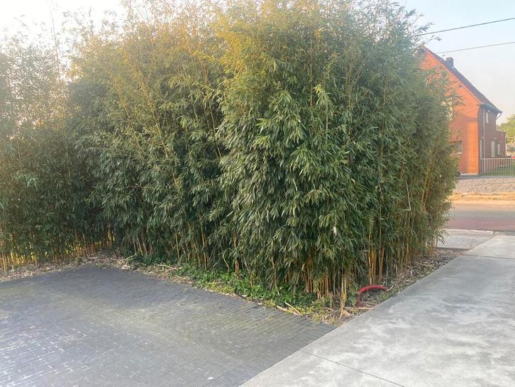 planten, Tuin en Terras, Planten | Tuinplanten, Vaste plant, Overige soorten, Zomer, Ophalen