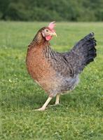 Cream legbar kippen jonge hennen beperkt beschikbaar, Dieren en Toebehoren, Pluimvee, Vrouwelijk, Kip