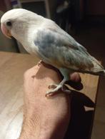 Dwergpapegaai, Dieren en Toebehoren, Vogels | Parkieten en Papegaaien, Geslacht onbekend, Dwergpapegaai of Agapornis, Geringd