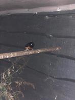 1-0 Grive Shama Copsychus malabaricus, Bagué