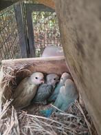 Rosei collis, agapornis, Dwergpapegaai