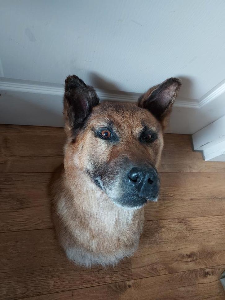 Tête récemment fourrée : chien de berger, taxidermie, crâne,, Collections, Collections Animaux, Bois ou Tête, Chien ou Chat, Enlèvement