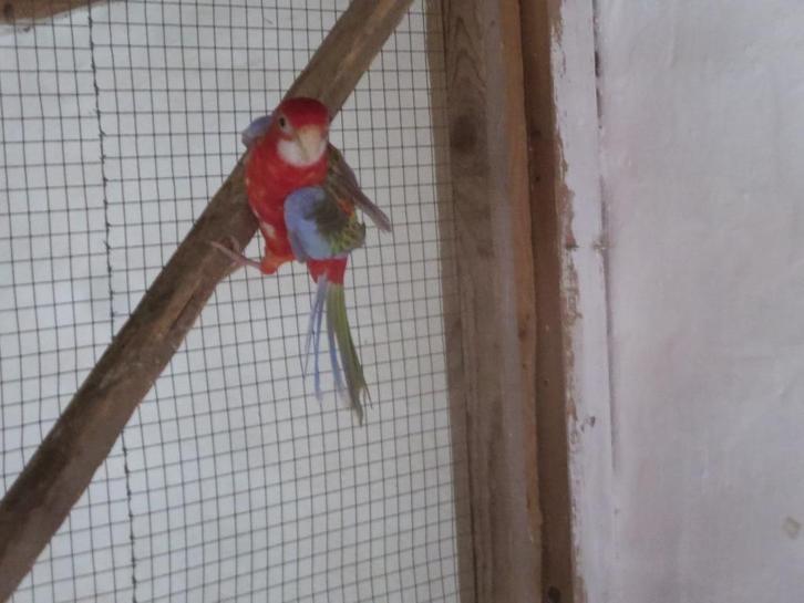 Parkiet te koop of ruilen, Dieren en Toebehoren, Vogels | Parkieten en Papegaaien, Parkiet