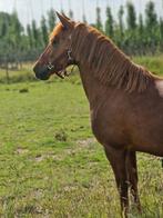 Prachtige B pony merrie 8 jaar oud, Dieren en Toebehoren, Merrie, B
