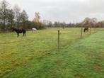 Weidegang met schuilstal inclusief verzorging in Olmen, Dieren en Toebehoren, Stalling en Weidegang, Weidegang, 2 of 3 paarden of pony's