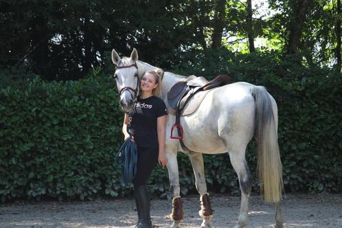 Mi Star de Tiji Z, Dieren en Toebehoren, Paarden en Pony's | Overige Paardenspullen, Springen, Ophalen of Verzenden