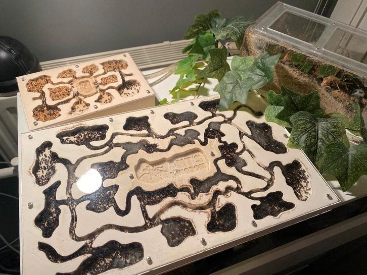 Messor barbarus Mierenkolonie 1000+ werksters, Animaux & Accessoires, Insectes & Araignées, Fourmis