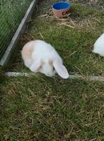 Minilop x Nederlandse hangoordwerg, Dieren en Toebehoren