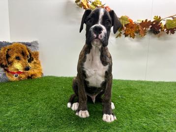 Boxer pup beschikbaar voor biedingen