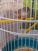 Très belle paire de pinsons zèbres de 2025 prêts à se reprod, Animaux & Accessoires, Oiseaux | Oiseaux Autre, Plusieurs animaux