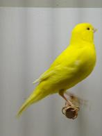 kanarie koppels geel, Kleurkanarie