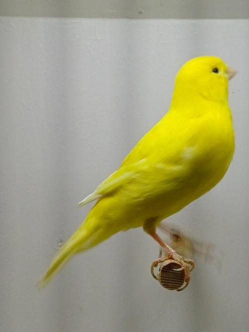 kanarie koppels geel, Dieren en Toebehoren, Vogels | Kanaries, Kleurkanarie