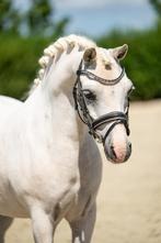 Mega knappe en lieve Welsh kinderpony, Dieren en Toebehoren, Merrie, B, Gechipt, B pony (1.17m tot 1.27m)
