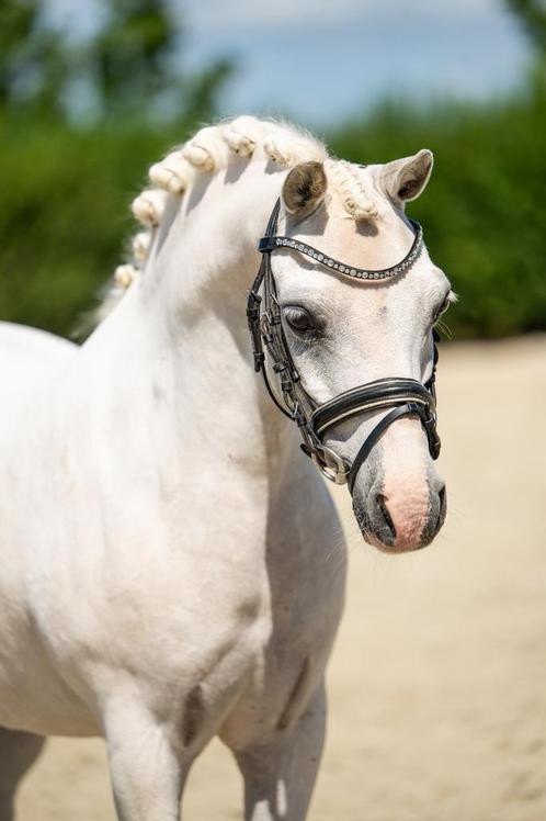 Mega knappe en lieve Welsh kinderpony, Dieren en Toebehoren, Pony's, Merrie, B, B pony (1.17m tot 1.27m), Recreatiepony, 11 jaar of ouder