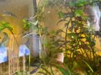 Endler guppy’s, 10 stuks, Dieren en Toebehoren, Zoetwatervis