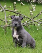 Amerikaanse Stafford pup, Dieren en Toebehoren, Honden | Jack Russells en Terriërs, CDV (hondenziekte), 8 tot 15 weken, België