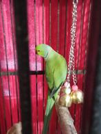 Halsbandparkieten te koop, Dieren en Toebehoren, Vogels | Parkieten en Papegaaien, Meerdere dieren, Parkiet