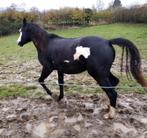 Overo merrie, Dieren en Toebehoren, Paarden, Merrie, M