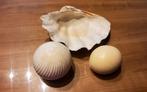 Doopvontschelp, struisvogelei, bol, Antiek en Kunst, Curiosa en Brocante, Ophalen