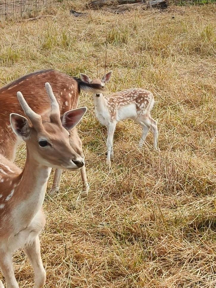 Kleine jonge Damherten , laatste stuks beschikbaar, Dieren en Toebehoren, Overige Dieren, Meerdere dieren, Juli