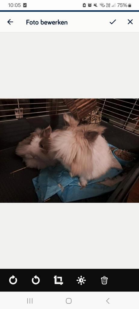 Angoras konijnen, Dieren en Toebehoren, Konijnen, Klein, Meerdere dieren, 0 tot 2 jaar