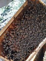 Colonies hivernées d'abeilles Buckfast, Enlèvement