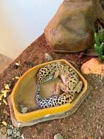 Luipaard gekko + terrarium, Dieren en Toebehoren, Met terrarium