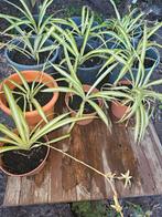 graslelie binnenplanten., Tuin en Terras, Ophalen, Vaste plant, Siergrassen