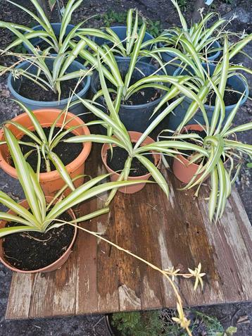 graslelie binnenplanten. beschikbaar voor biedingen