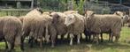 Toujours disponibles mâles pour la fête, Dieren en Toebehoren, Schaap