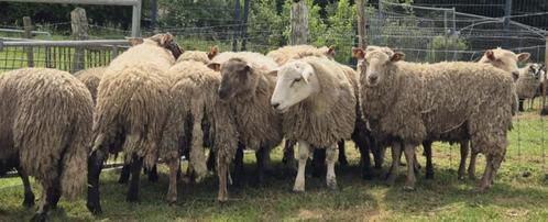Toujours disponibles mâles pour la fête, Dieren en Toebehoren, Schapen, Geiten en Varkens, Schaap