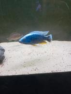 Cichlidès Malawi trio sciaenochromis frery ice berg